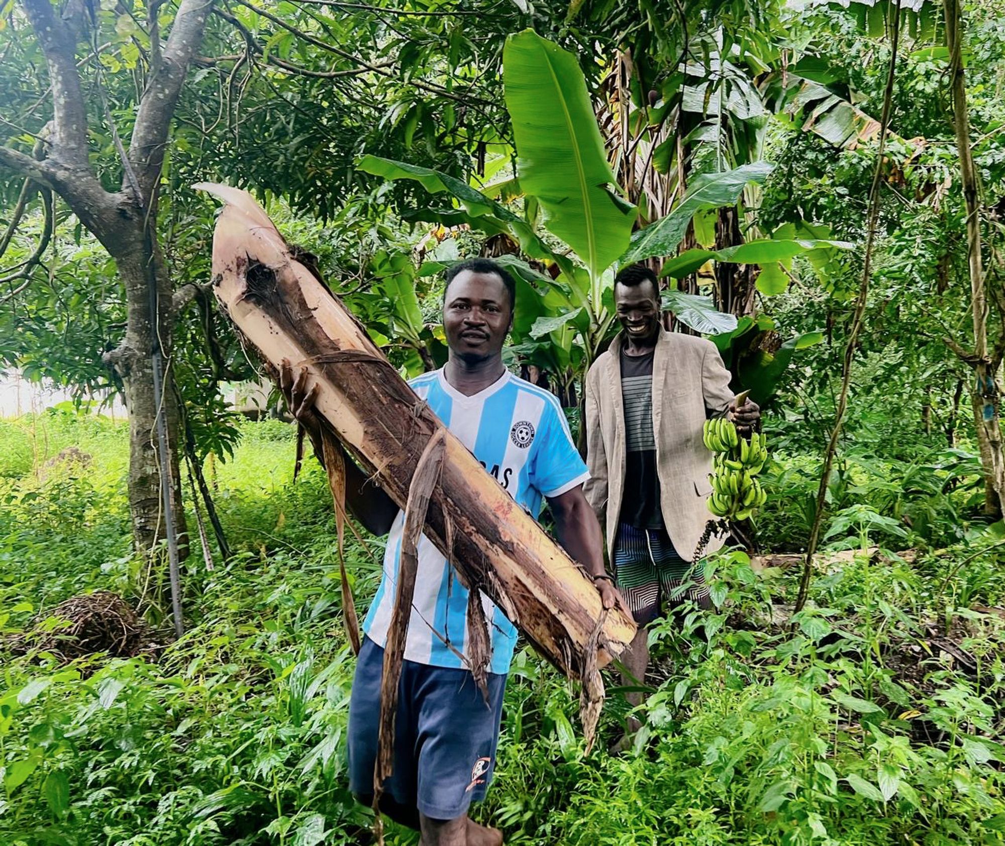 Two men in a lush green banana plantation. One man in a blue and white striped soccer jersey carries a large piece of banana tree trunk, while the other man behind him holds a bunch of green bananas and smiles.